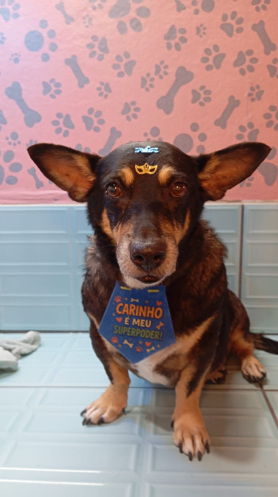 Cachorro estiloso